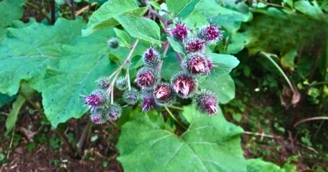 Burdock root