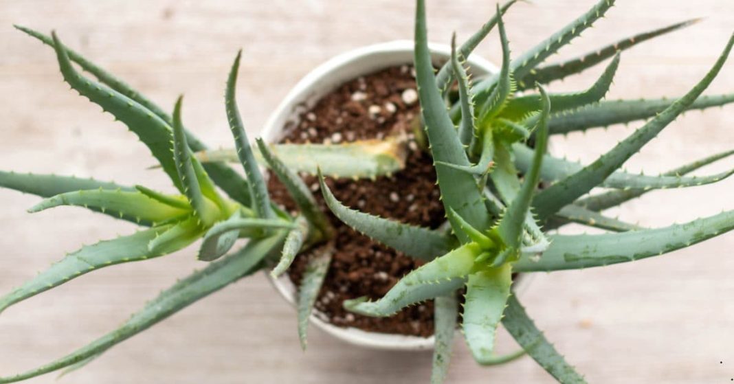 Aloe's unique medicinal benefits