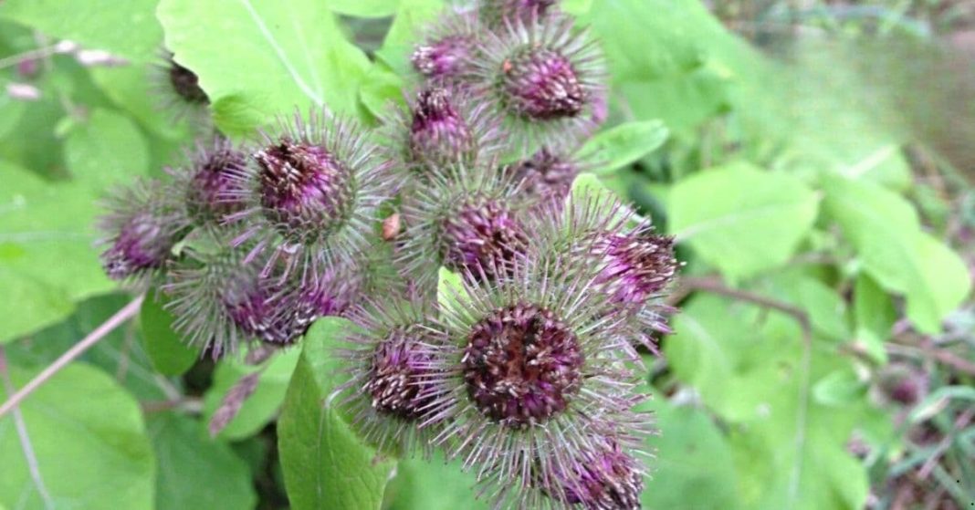 Burdock is a miracle plant