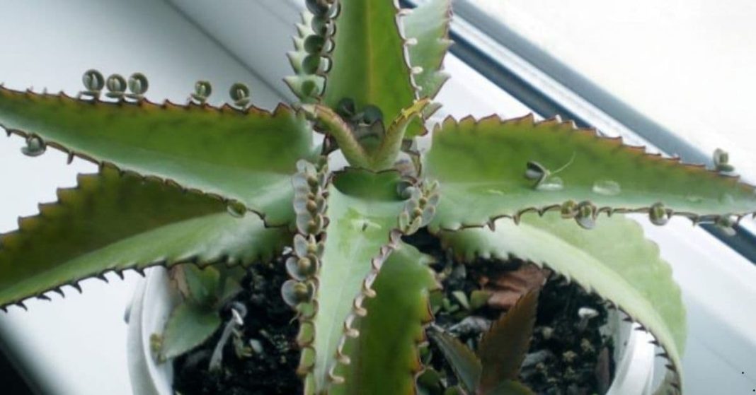 Kalanchoe