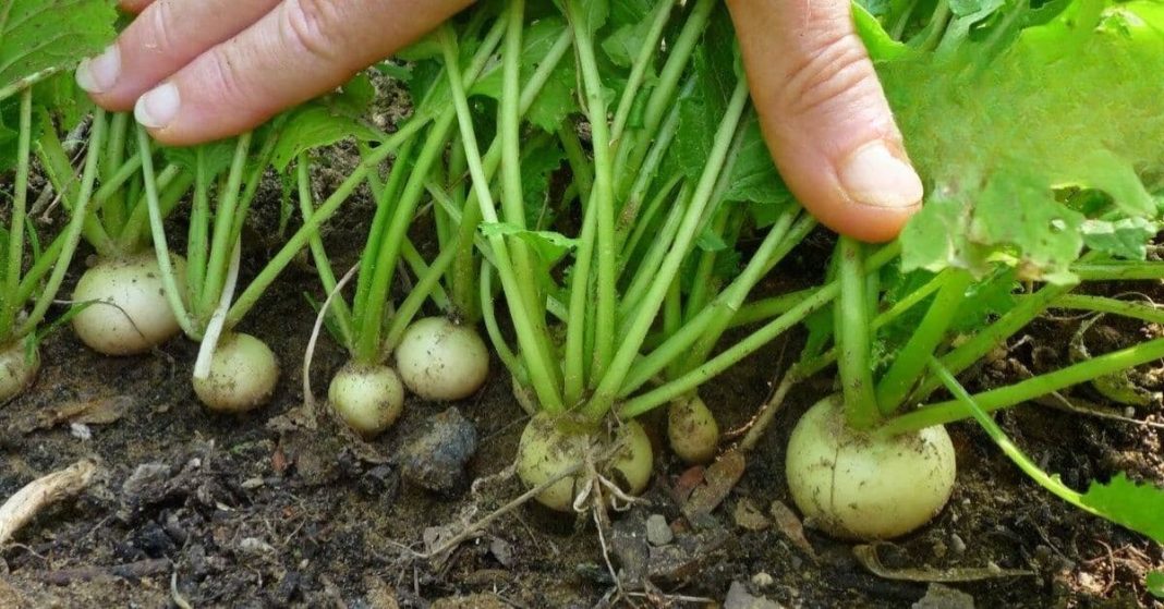 Radish's medicinal properties Radish's medicinal properties