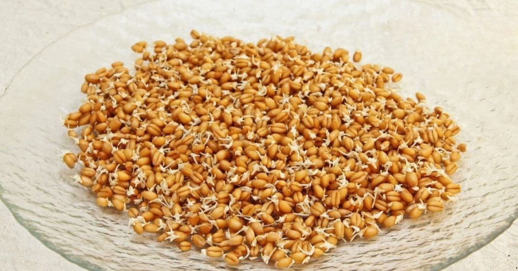 Sprouted wheat