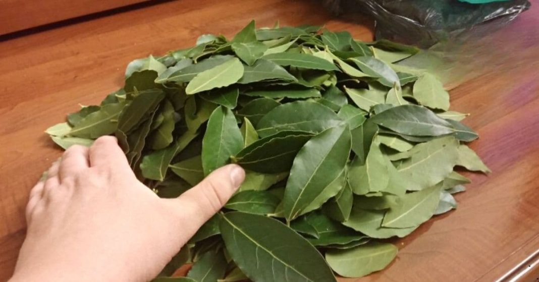 Top 10 natural antibiotics Top 10 natural antibiotics