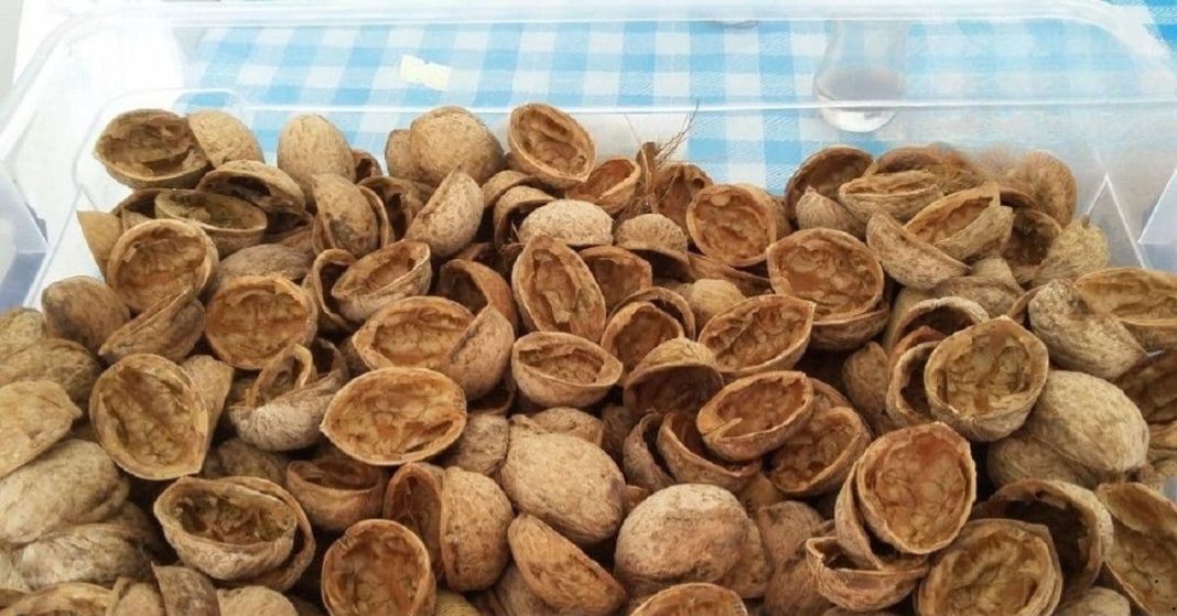 Walnut shell