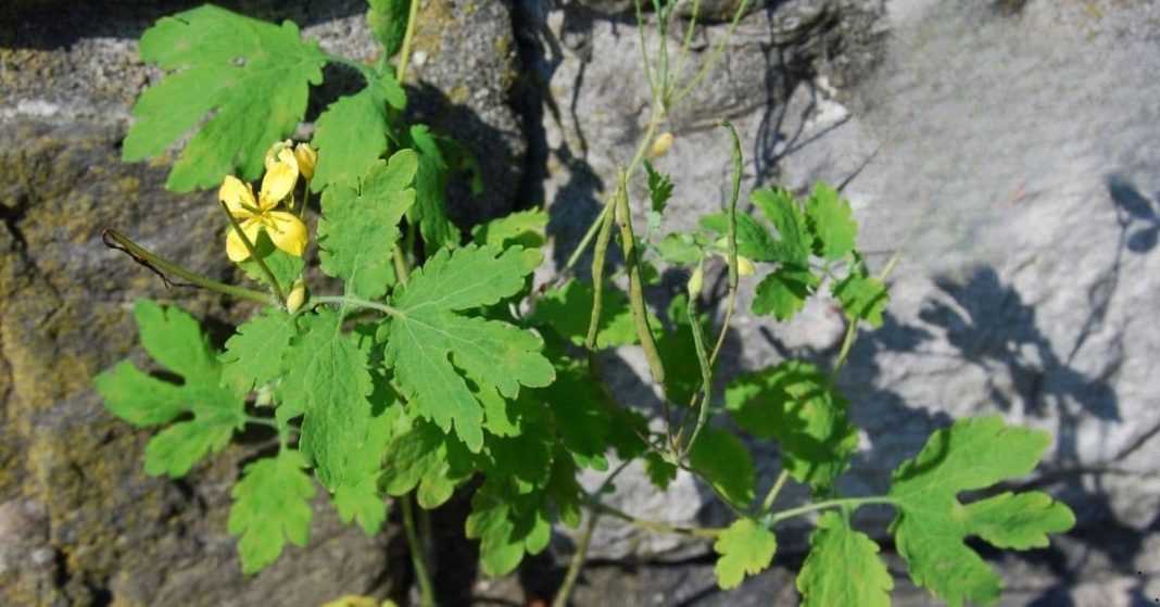 celandine