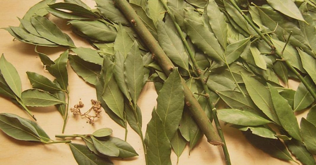Bay leaf for osteochondrosis Bay leaf for osteochondrosis