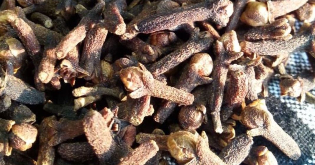 Chewing Dried Cloves