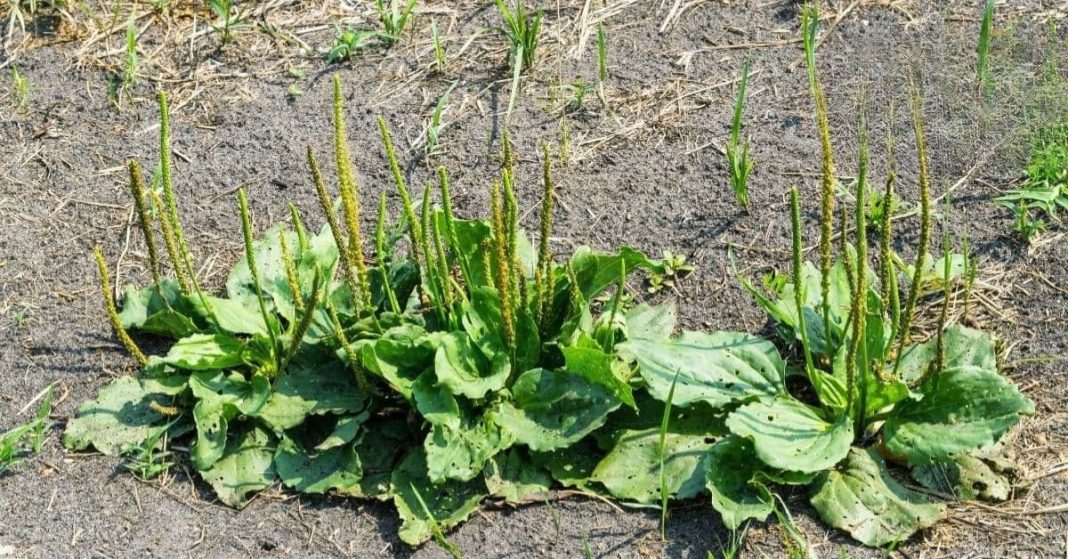 Mravaldzarghva Mravaldzarghva