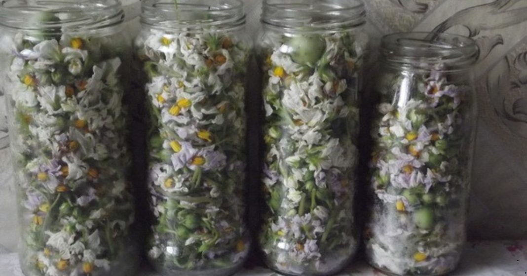 Potato Flower Remedies