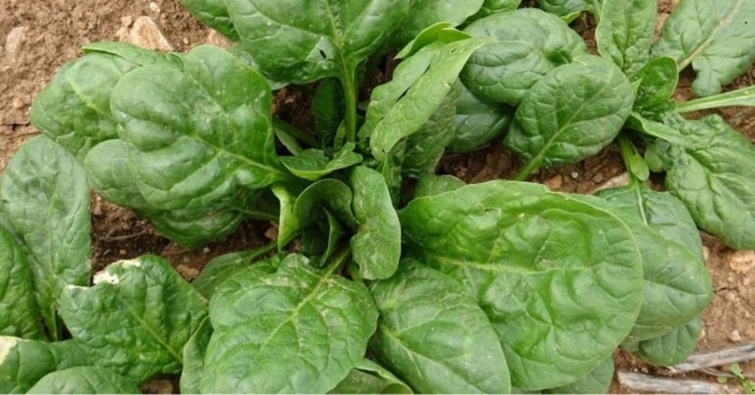 Protect yourself from a heart attack Protect yourself from a heart attack and live long