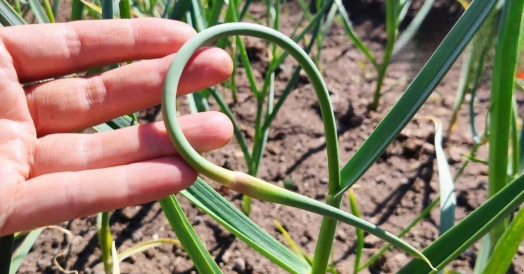 garlic shoots remedy