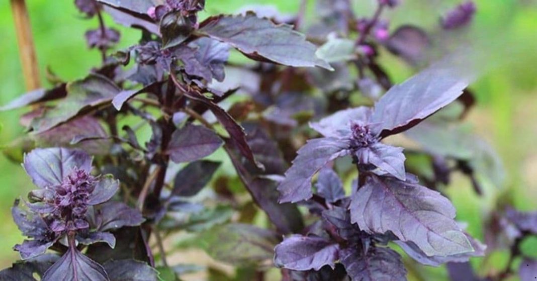 thyroid gland problems