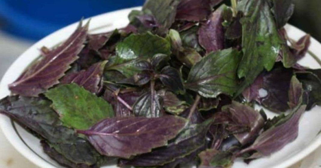 Basil leaves Basil leaves