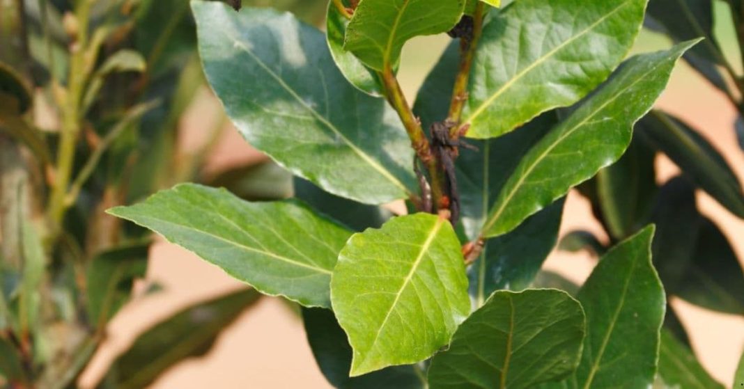 Bay leaves' health benefits