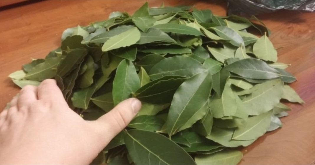 Benefits of Bay Leaves