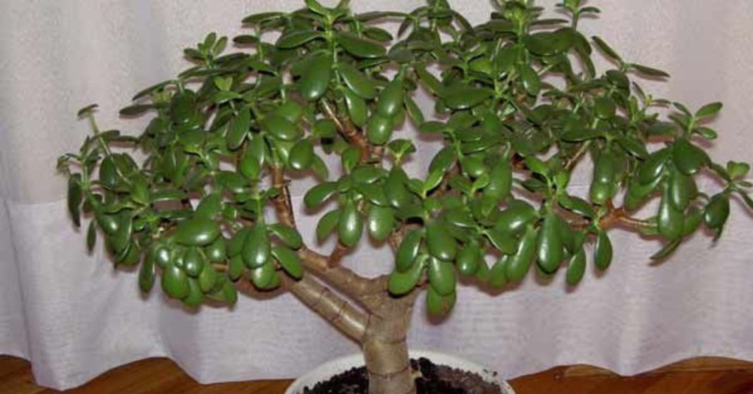 xr:d:DAFM2tNutVw:3,j:35916173671,t:22092111 Medicinal Properties of the Money Tree