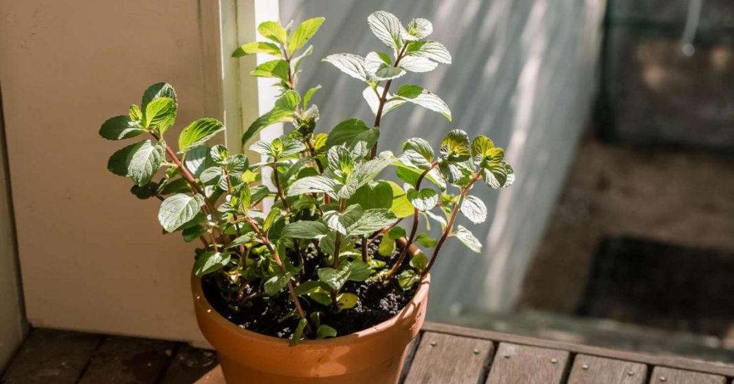 Mint, Rosehip, and a Calmer Heart Mint, Rosehip, and a Calmer Heart
