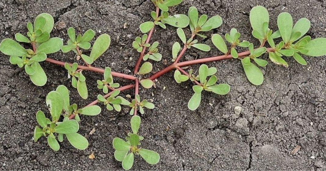 Purslane