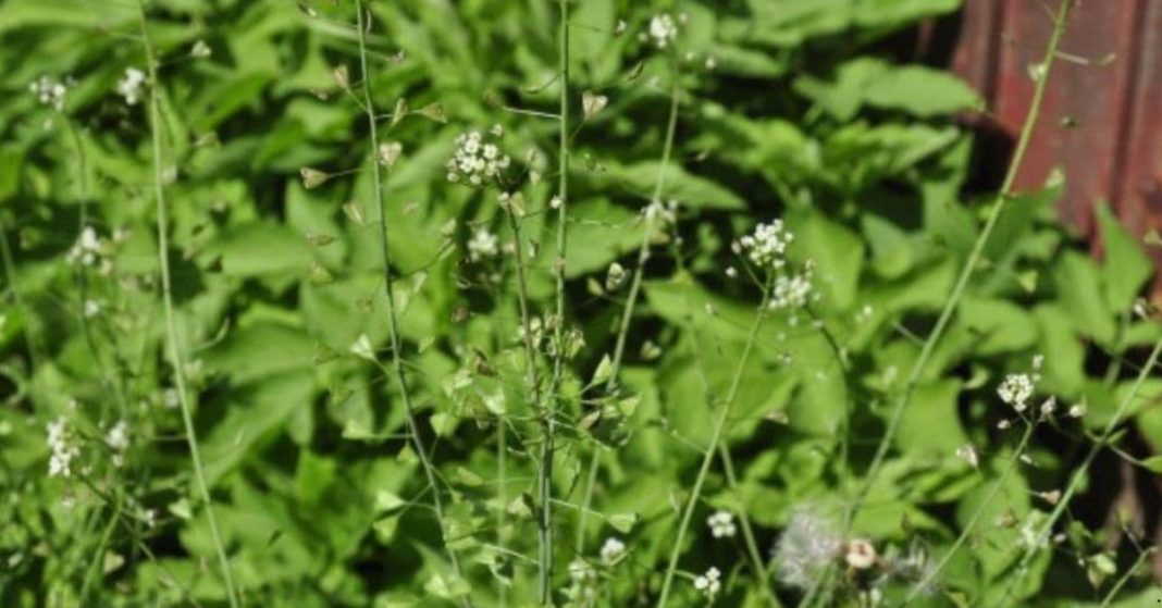 Restoring the elasticity of blood vessels without pills