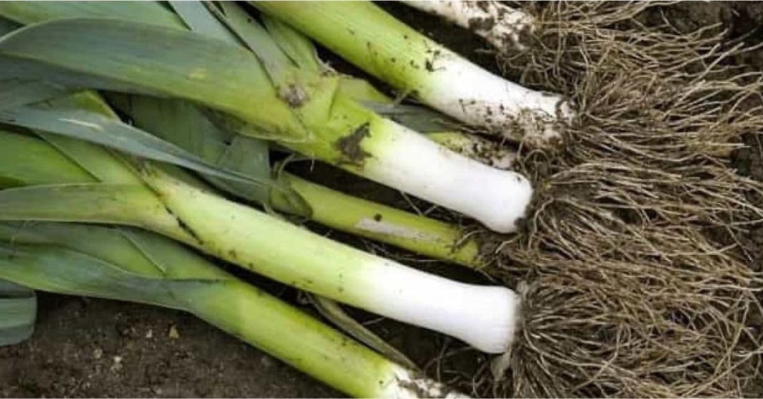 Say goodbye to diabetes Say goodbye to diabetes without drugs