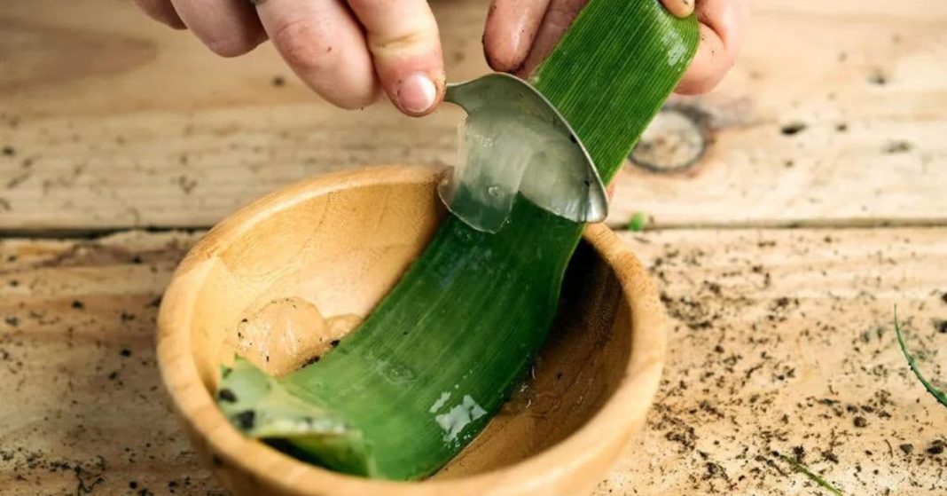 The Plant of Immortality