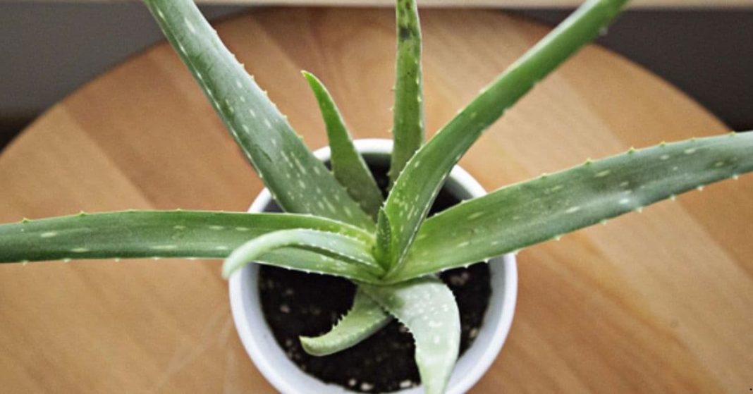 cure insomnia and sleep apnea cure insomnia and sleep apnea