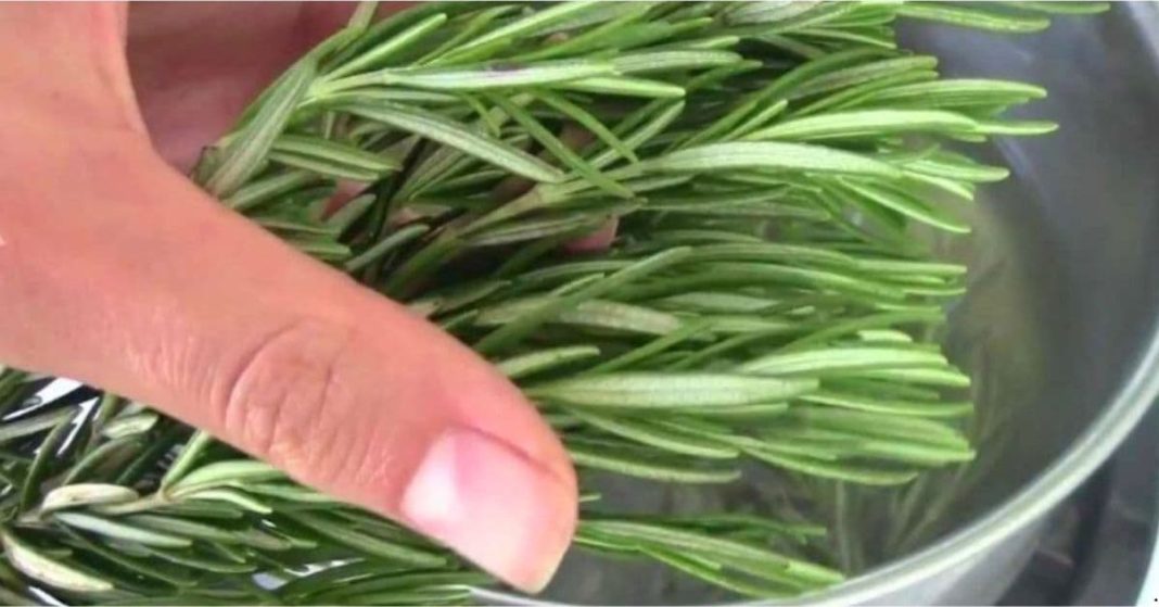 herb which fights dementia and strengthens memory