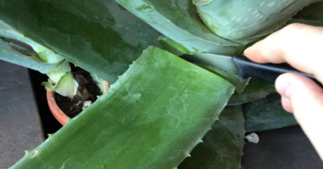 recipe, which will solve vision's problem! medicine's recipe, which will solve vision's problem!