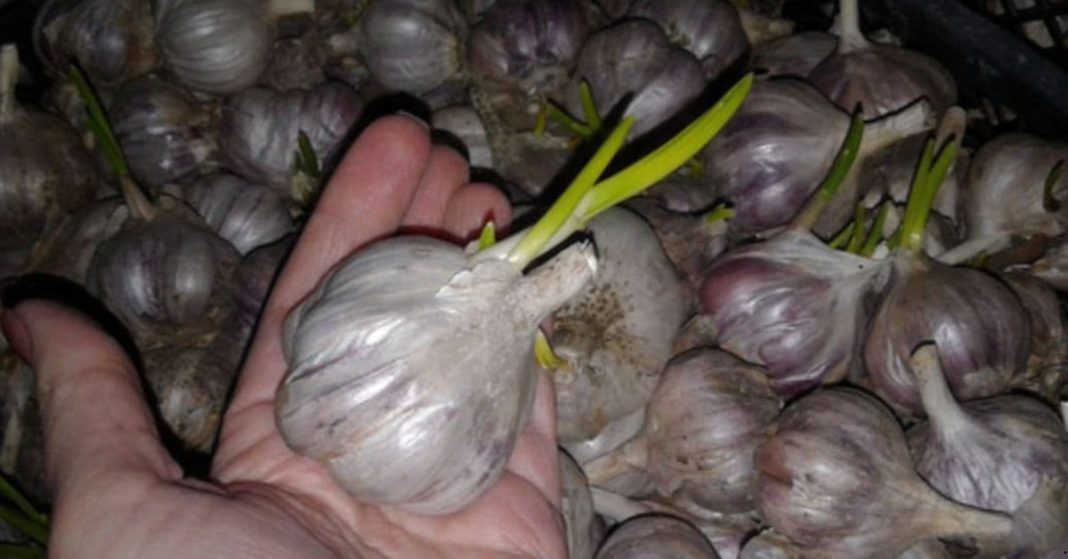 sprouted garlic sprouted garlic